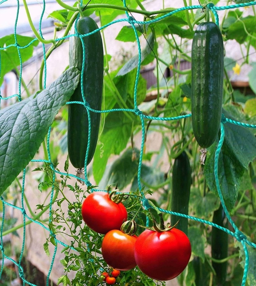 HDPE crop support net installed for vegetable plants providing vertical trellis support for improved growth and harvesting