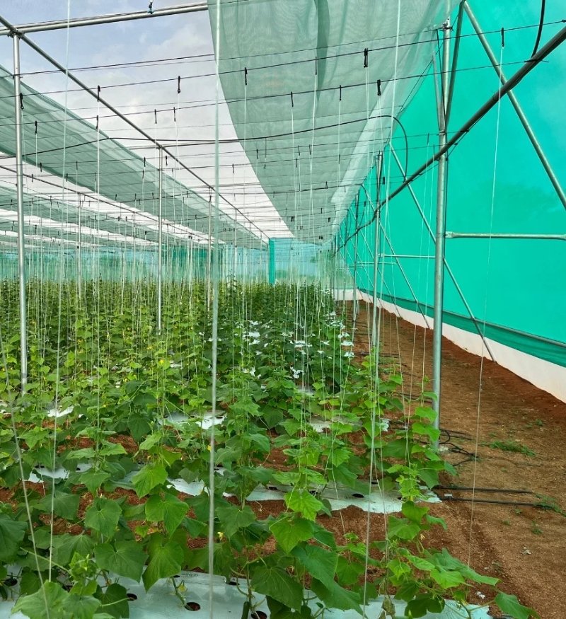 shade net mira Agrotex-4